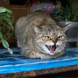 Un chat tigré aux yeux verts, le poil hérissé, feule sur un humain, montrant ses crocs acérés. Il semble prêt à bondir.