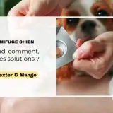 Une main présente une tablette de vermifuge chien à un adorable Cavalier King Charles. Quand, comment, quelles solutions ?