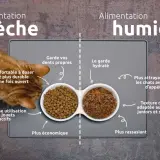 Un chat roux mange des croquettes. L'image compare alimentation sèche et humide, utile pour savoir combien de gramme de croquette pour un chat stérilisé.