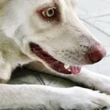 Mon chien fait des bruits avec sa gorge, un léger grognement. Son œil vert vif et sa truffe rose sont visibles.