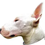 Profil d'un bull terrier blanc, tête tournée vers la gauche, oreille dressée, museau distinctif.