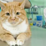 Un chat roux attend sur une table vétérinaire. La question "à quel âge stériliser un chat femelle" est importante pour sa santé.