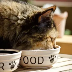Chat mangeant des croquettes sans céréales. Avis vétérinaire : une alimentation saine pour votre félin.