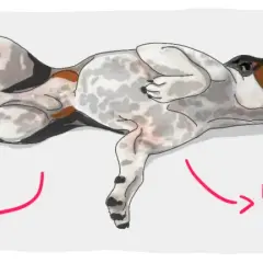 Illustration d'un chien en crise d'épilepsie : salivation excessive, mouvements de pédalage, raideur des membres.
