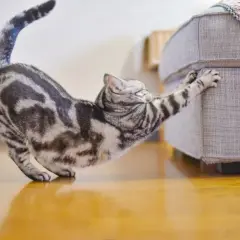 Mon chat tigré s'étire et utilise ses dents pour tirer sur ses griffes, s'accrochant au canapé.