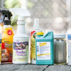 Produits pour protéger vos poules des acariens, poux et autres parasites. Une solution naturelle pour un poulailler sain.