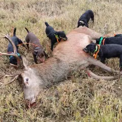 Plusieurs terriers chiens de chasse, noirs et marron, entourent un cerf abattu dans un champ d'herbes sèches.