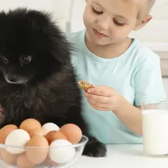 Un enfant donne un biscuit à son chien noir, avec des œufs et du lait sur la table. Combien d'oeuf par semaine pour un chien ?