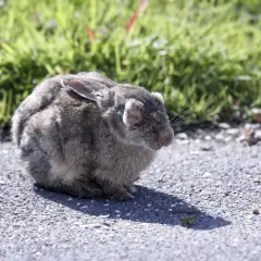 Un lapin gris est assis sur un chemin asphalté, l'air fatigué. Il pourrait avoir besoin d'un traitement pour coryza lapin.
