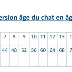 Tableau de conversion âge chat/humain. Un chat de 4 ans en âge réel équivaut à 32 ans en âge humain.