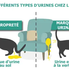 Mon chat fait pipi partout : une flaque au sol (malpropreté) ou en jet vertical (marquage urinaire). L'image illustre ces deux comportements félins.