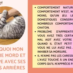 Un chat tigré se retourne sur le dos, une main le caresse. Il me tape avec sa patte avant, peut-être en jeu ou par agacement.