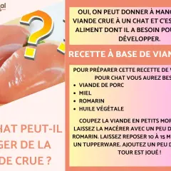 Un chat gris lèche ses babines devant des morceaux de viande crue. Le texte suggère que la viande crue est un aliment essentiel pour le développement du chat.