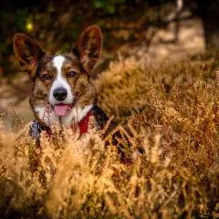 Un adorable corgi chien, le museau hors des herbes sèches, la langue pendante, profite d'une journée ensoleillée.