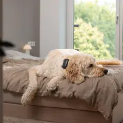 Un chien détendu sur un lit, profitant peut-être de musique douce pour chien.