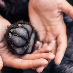 Mains tenant délicatement un coussinet de chien à vif, montrant la fragilité et la confiance.
