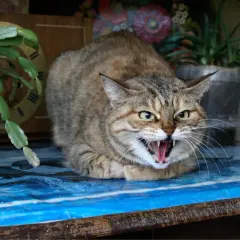 Un chat tigré aux yeux verts, le poil hérissé, feule sur un humain, montrant ses crocs acérés. Il semble prêt à bondir.