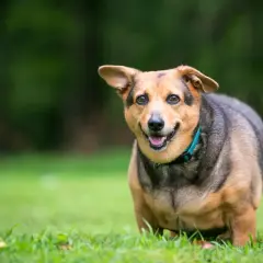 Chien rond et heureux sur l'herbe. Pour savoir comment faire maigrir un chien stérilisé, il faut adapter son alimentation et ses exercices.