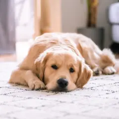 Un golden retriever se repose paisiblement sur un tapis, l'air serein. Il est possible de laisser son chien seul sans qu'il stress.