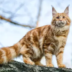 Magnifique chat roux au caractère de Maine Coon, perché sur une branche d'arbre, le regard tourné vers le ciel.