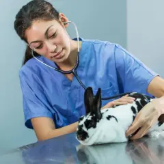 Vétérinaire examinant un lapin nain tacheté, préparatifs pour la castration.