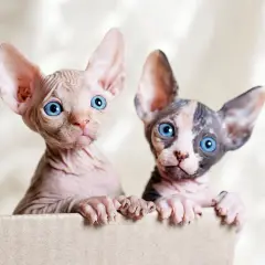 Deux adorables chatons de race sphynx aux grands yeux bleus émergent d'une boîte en carton.