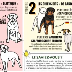 Statistique morsure de chien par race : illustration de chiens de type "d'attaque" (Pit-bull, Boerbull) et de garde/défense (Rottweiler, Tosa).