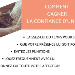 Conseils pour comment apprivoiser un chat adulte : patience, présence positive, jeux et affection. Un chaton se repose sur un plaid.