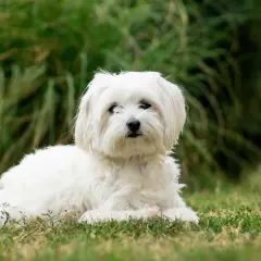 Un adorable bichon maltais, symbole de longue vie et de compagnie fidèle, se repose paisiblement sur l'herbe. L'espérance de vie de ces petits chiens est souvent longue.