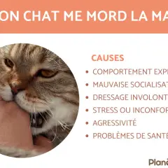 Un chaton qui mord la main, explorant son environnement. Causes : comportement exploratoire, mauvaise socialisation, dressage involontaire, stress, agressivité, problèmes de santé.