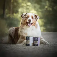 Un chien heureux pose à côté de deux boîtes de nourriture. La question "peut-on mélanger croquettes et pâtée pour chien ?" est au cœur de cette image.