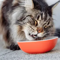 Un Maine Coon savoure son repas dans une gamelle orange. L'alimentation de ce grand chat est essentielle pour sa santé.