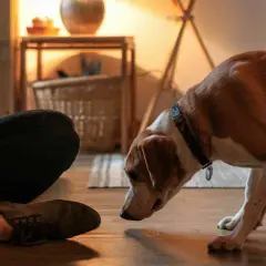 Un chien qui renifle attentivement le pied d'une personne assise, explorant le monde avec son nez.