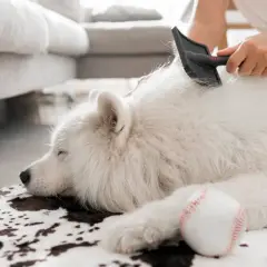 Un chien blanc, victime d'une perte de poils excessive, est peigné par son propriétaire. Une balle de baseball repose à côté.