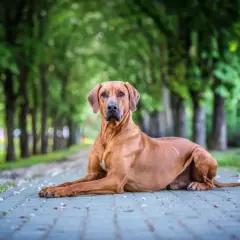 Un fierce chien chasseur de lion, au pelage fauve, se repose sur un chemin pavé, entouré d'arbres verdoyants.