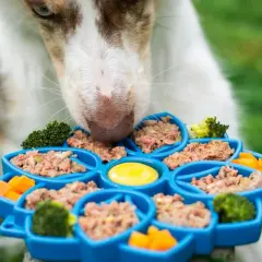 Un chien renifle un plateau bleu rempli de pâté pour chien, de brocolis et de carottes. Un avis vétérinaire sur ce pâté serait intéressant.