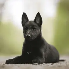 Un adorable petit chien noir, aux grandes oreilles attentives, est couché sur un chemin.