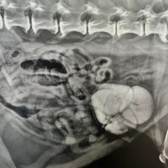 Radiographie abdominale révélant une masse kystique et la présence de cristaux d'oxalate de calcium dans la vessie.