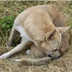 Un chien brun clair, l'air un peu perdu, est assis dans l'herbe sèche, la queue entre les jambes.