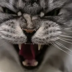 Gros plan sur un chat qui devient fou et agressif, gueule ouverte montrant ses crocs acérés et sa langue rouge vif.