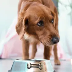 Chien brun regardant une gamelle vide, pensant aux aliments interdits pour insuffisance rénale chien.