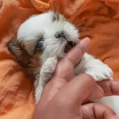 Un adorable chiot qui mordille gentiment un doigt, couché sur une couverture orange.