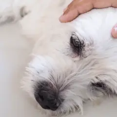 Main d'une personne caressant la tête d'un chien blanc, peut-être lors d'une crise d'épilepsie en dormant.