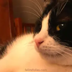 Un chat craintif, combien de temps avant qu'il ne se sente en sécurité ? Ce chat noir et blanc aux yeux vifs semble observer attentivement son environnement.