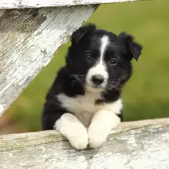 Adorable chiot border collie, les pattes posées sur une clôture en bois patiné, regardant curieusement.