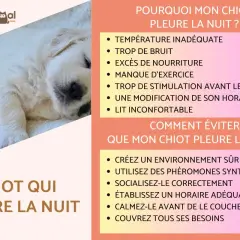 Un chiot endormi, avec des conseils pour comprendre et éviter qu'un chiot pleure la nuit.