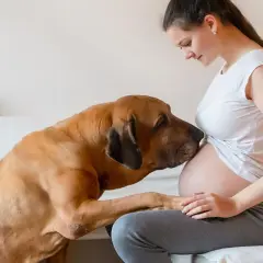 Un chien câline le ventre d'une femme enceinte, comme s'il ressentait la grossesse.