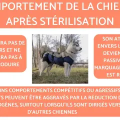 Chienne stérilisée portant un body post-opératoire. Elle n'aura plus de chaleurs. Quand stériliser une chienne ? Les changements de comportement sont expliqués.