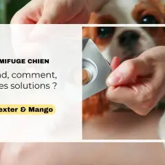 Une main présente une tablette de vermifuge chien à un adorable Cavalier King Charles. Quand, comment, quelles solutions ?