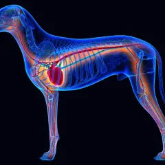 Anatomie d'un chien, montrant le squelette bleu transparent, le système circulatoire rouge et orange, et où est le cœur du chien, au centre de la cage thoracique.